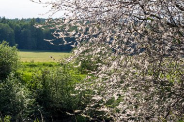 The branches of the trees are covered with a white web of moth caterpillars (ermine moth)