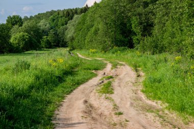 A winding rural dirt road stretching into the distance among a beautiful forest area