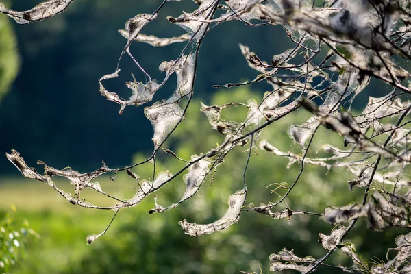 The branches of the trees are covered with a white web of moth caterpillars (ermine moth)