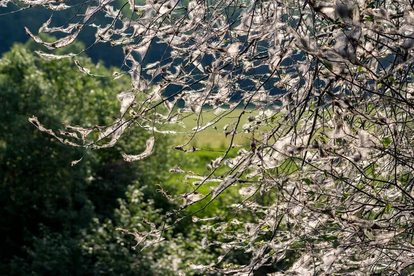 Branches Trees Covered White Web Moth Caterpillars Ermine Moth — Stockfoto