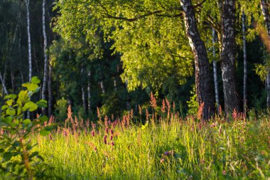 Huş ağacının arka planında kır çiçekleri olan güzel yeşil çayır. Doğada güneşli bir yaz günü