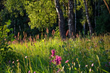 Huş ağacının arka planında kır çiçekleri olan güzel yeşil çayır. Doğada güneşli bir yaz günü