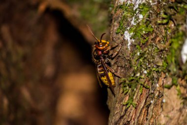 Bir eşek arısı çukurun yakınındaki bir ağaçta oturuyor.
