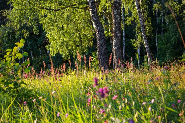 白樺林の背景に野花と美しい緑の牧草地 自然の中で晴れた夏の日 — ストック写真