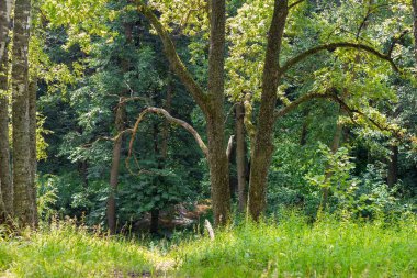 Tepeden vadiye meşe ağacıyla bak.