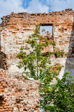 Tuğla harabelerinde yetişen Rowan ağacı. Rusya, Obninsk, Belkino gayrimenkulleri