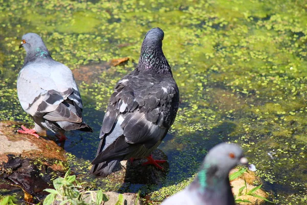 City Pigeons Watering Place Pond — Stock Photo, Image