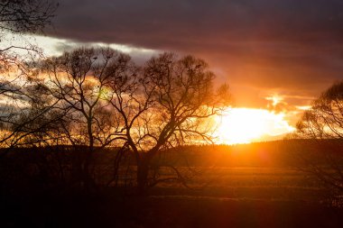 Ağaçlarda bir kuzgun sürüsü Parlak, güzel bir günbatımının arkaplanına karşı