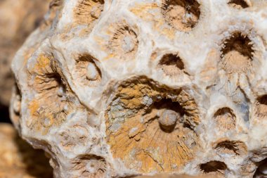 Taşlaşmış koloni mercan görüntüsü. Karbonifer dönemi, Rusya