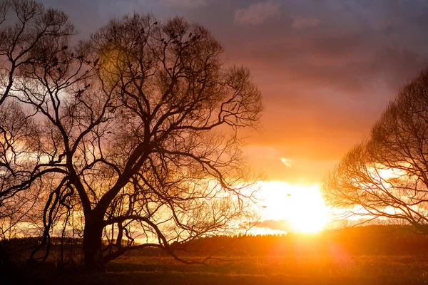 Rebanho Corvo Nas Árvores Contra Pano Fundo Belo Pôr Sol — Fotografia de Stock