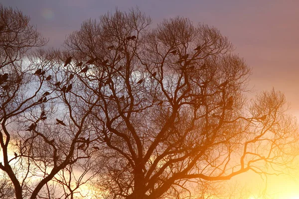 Rebanho Corvo Nas Árvores Contra Pano Fundo Belo Pôr Sol — Fotografia de Stock