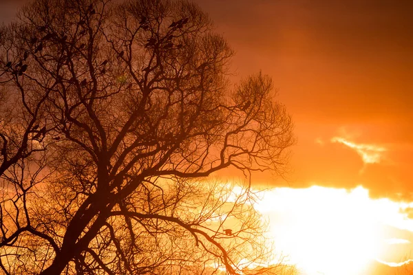 Зграя Ворон Деревах Тлі Яскравого Красивого Заходу Сонця — стокове фото
