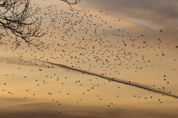Troupeau Oiseaux Dans Ciel Soir Vue Derrière Les Branches Des — Photo