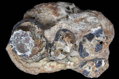 Siyah arka planda çakmaktaşından yapılmış brachiopod fosilleri birikmiş. Karbonifer dönemi, Rusya