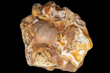 Siyah arka planda kireçtaşı kayalarda fosilleşmiş paleofauna birikmesi. Karbonifer dönemi, Rusya