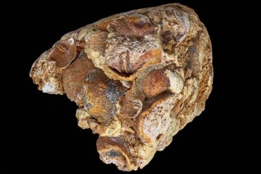 Siyah arka planda kireçtaşı kayalarda fosilleşmiş paleofauna birikmesi. Karbonifer dönemi, Rusya