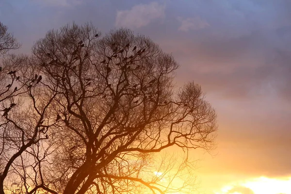Stado Kruków Wśród Drzew Tle Jasnego Pięknego Zachodu Słońca — Zdjęcie stockowe
