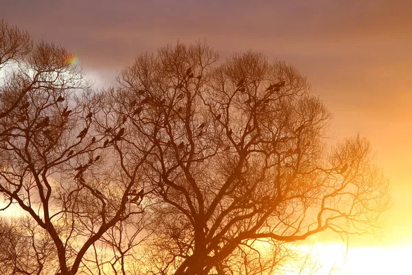 Rebanho Corvo Nas Árvores Contra Pano Fundo Belo Pôr Sol — Fotografia de Stock