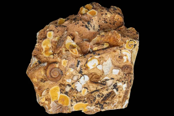 Accumulation Fossilized Paleofauna Limestone Rock Black Background Periode Carbonivera Rusia — Stok Foto