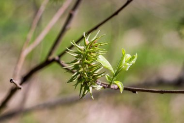 Keçi söğüt ağacının dişi cilt yüzeyi (tükürük söğüdü, kedi söğüdü veya büyük soluk soluğa)