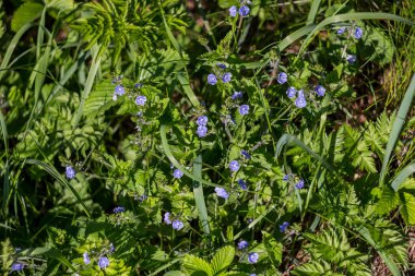 Yaban bitkisi Veronica chamaedrys (ya da Alman hız kuyusu, kuş gözü hız kuyusu, ya da kedi gözü) mavi çiçekli