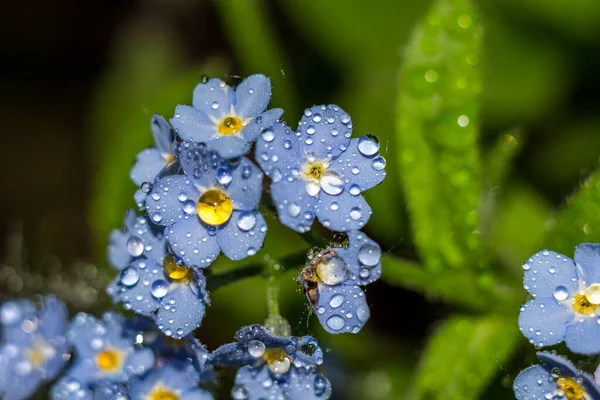 Синие Дикие Забудьте Забудьте Цветы Каплях Воды — стоковое фото