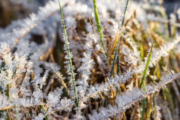 Beautiful Crystalline Hoarfrost Grass Nature — Stock Photo, Image