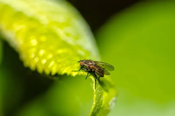 Fly Κάθεται Ένα Πράσινο Φύλλο Κορεσμένα Κίτρινο Πράσινο Όμορφο Φόντο — Φωτογραφία Αρχείου