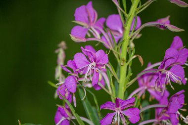 Chamaenerion angustifolium bitkisi (yangın yosunu olarak da bilinir, büyük willowhere, rosebay willonerb)