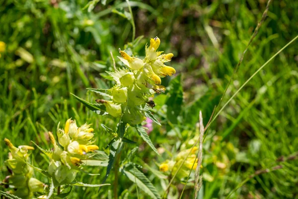 Planta Silvestre Campo Con Flores Amarillas Género Rhinanthus Sonajero —  Fotos de Stock