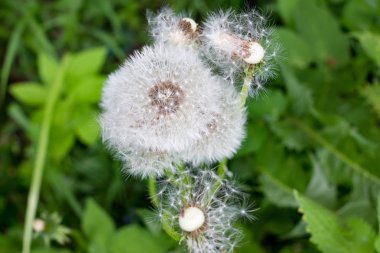 Mayıs ayı sonlarında beyaz karahindiba (Taraxacum officinale) tohumlarının görüntüsü