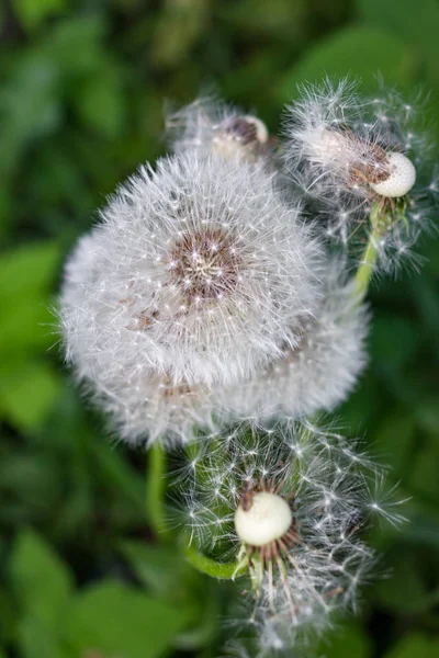 Blick Auf Die Samen Des Weißen Löwenzahns Taraxacum Officinale Ende — Stockfoto