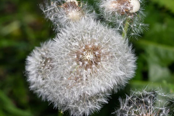 Vista Las Semillas Diente León Blanco Taraxacum Officinale Finales Mayo — Foto de Stock