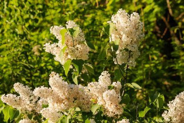 Mayıs 'ta açan beyaz leylak çalısı, genel plan