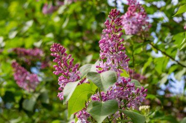 Mayısta çiçek açan pembe leylaklar