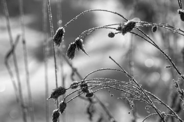 Kurumuş çiçeklerin siyah beyaz manzarası kışın soğukla kaplıdır.