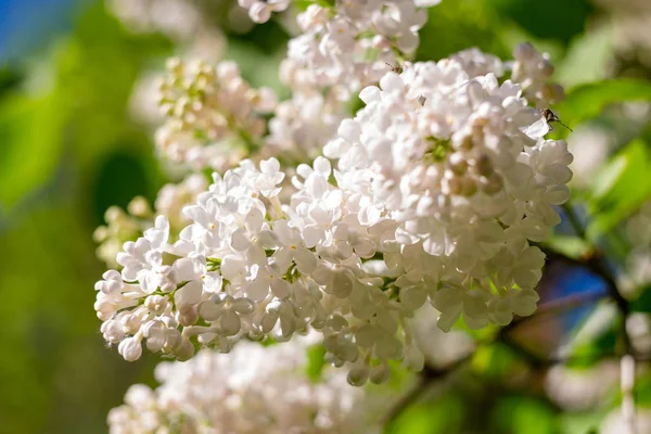 Blooming White Lilac Close — Stock Photo, Image