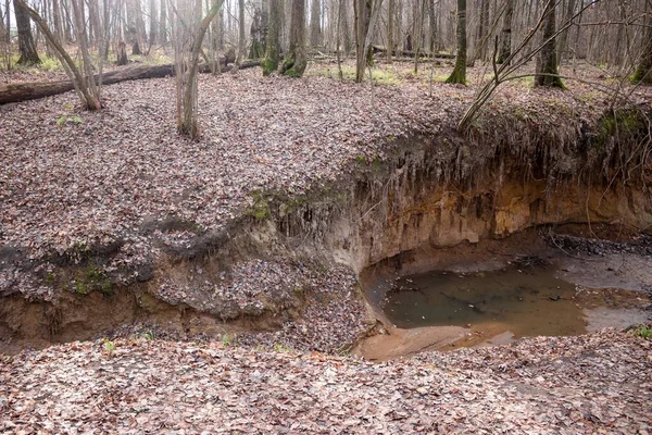 Crecimiento Nuevo Barranco Bosque — Foto de Stock