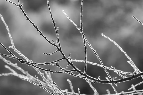Zweige Von Bäumen Mit Weißem Reif Bedeckt Einem Frostigen Tag — Stockfoto