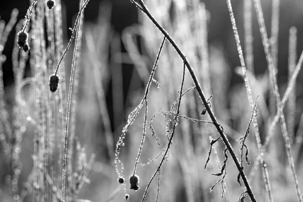 Czarno Biały Widok Suszonych Kwiatów Pokrytych Mrozem Zimie — Zdjęcie stockowe