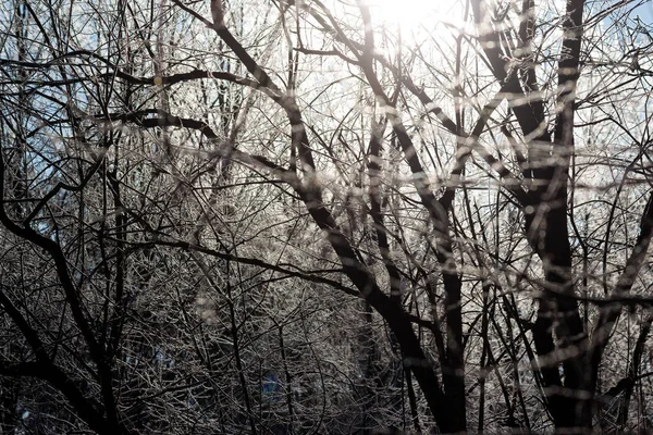 Vista Abstrata Galhos Árvores Dia Ensolarado Inverno — Fotografia de Stock