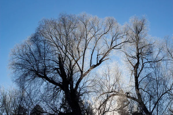 Vacker Krona Träd Täckt Med Hesparfrost Vintern Frostig Dag — Stockfoto