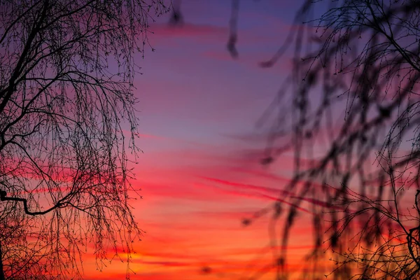 美しいピンクとライラックの夕日と木の枝 — ストック写真