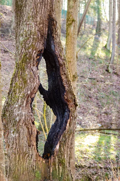 Creux Brûlé Dans Vieil Arbre — Photo