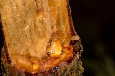 Kırık bir ağaçta çam reçinesi birikmiş.