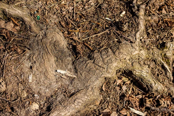 Verdickte Eichenwurzeln Auf Einem Fußweg Baumwurzelsystem — Stockfoto