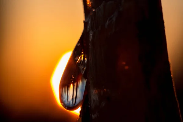 Vista Atardecer Invertida Cielo Azul Una Gota Resina Pino Una — Foto de Stock