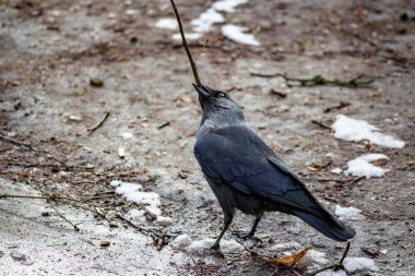 Gagasında bir dal olan bir karga.