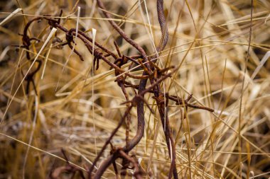 Kuru otların arasındaki eski paslı dikenli tel