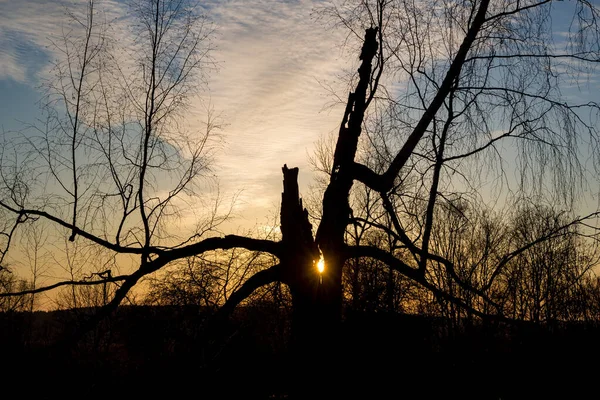 Sun light through a cracked tree at sunset